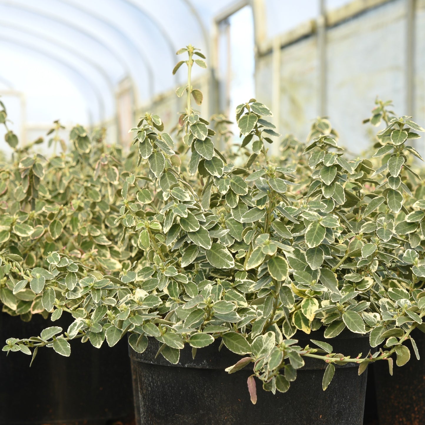 Euonymus fortunei (Spindle) 'Emerald Gaiety'