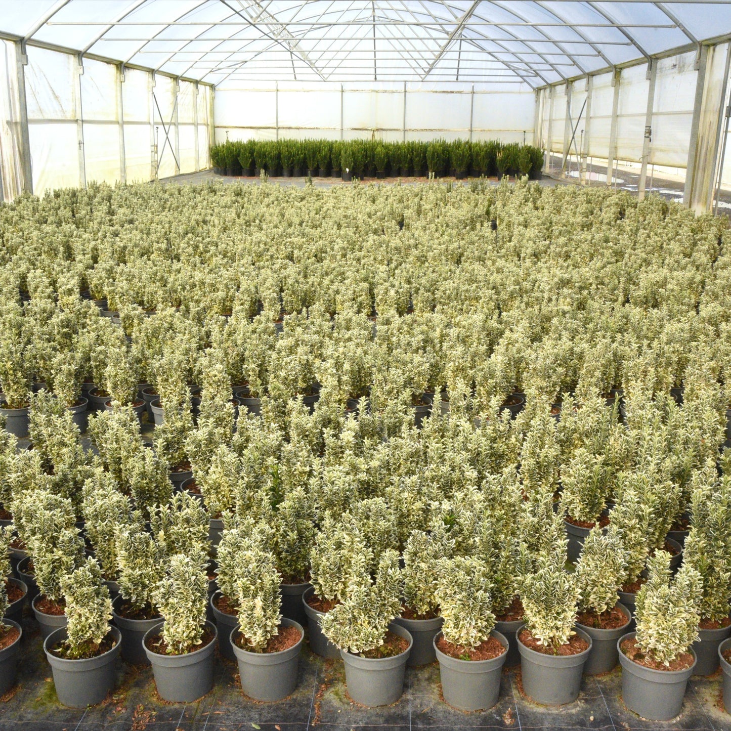 Euonymus japonicus (Japanese Spindle) 'White Spire'
