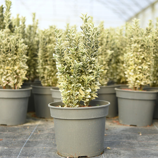 Euonymus japonicus (Japanese Spindle) 'White Spire'