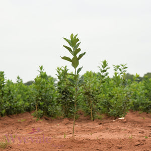 Bareroot Euonymus europaeus (Spindle)
