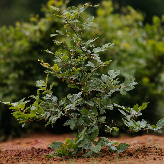 Bareroot Fagus sylvatica (Common Beech)