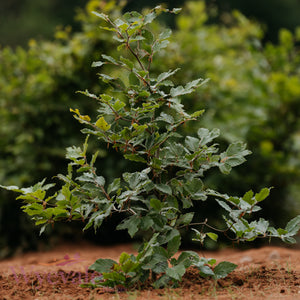 Bareroot Fagus sylvatica (Common Beech)