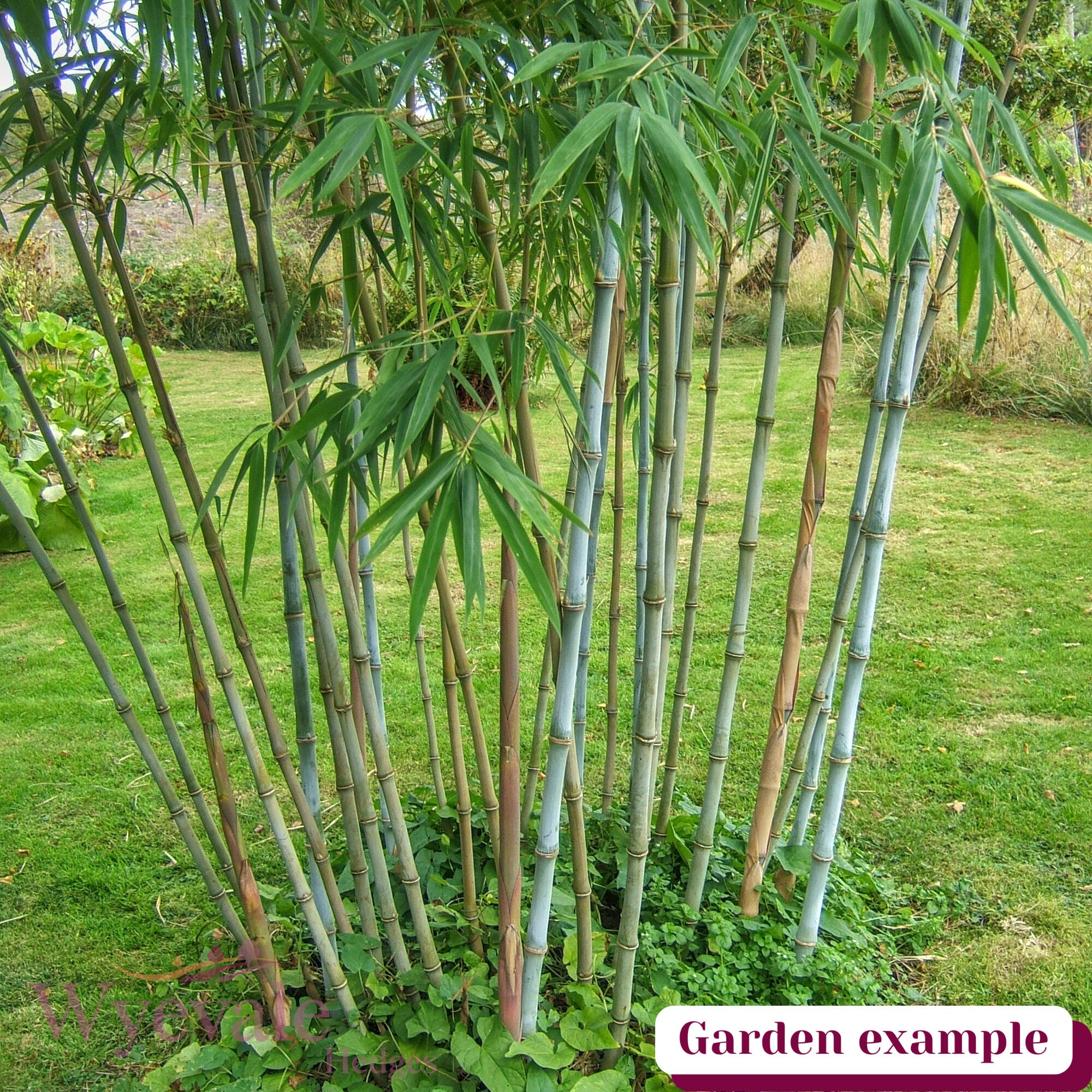 Fargesia papyrifera (Bamboo) 'Blue Dragon'