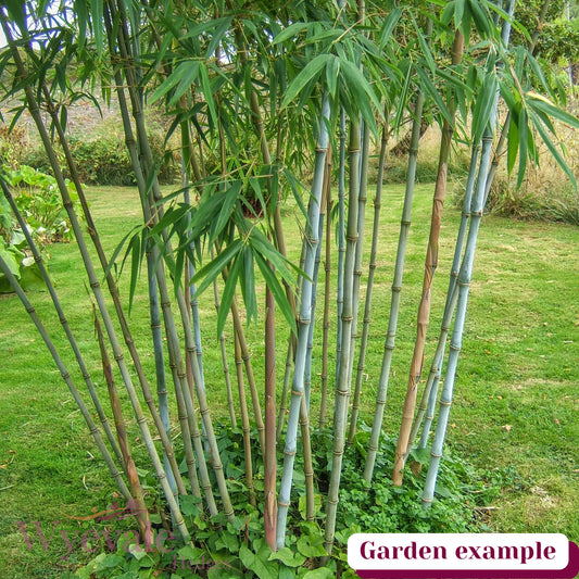 Fargesia papyrifera (Bamboo) 'Blue Dragon'
