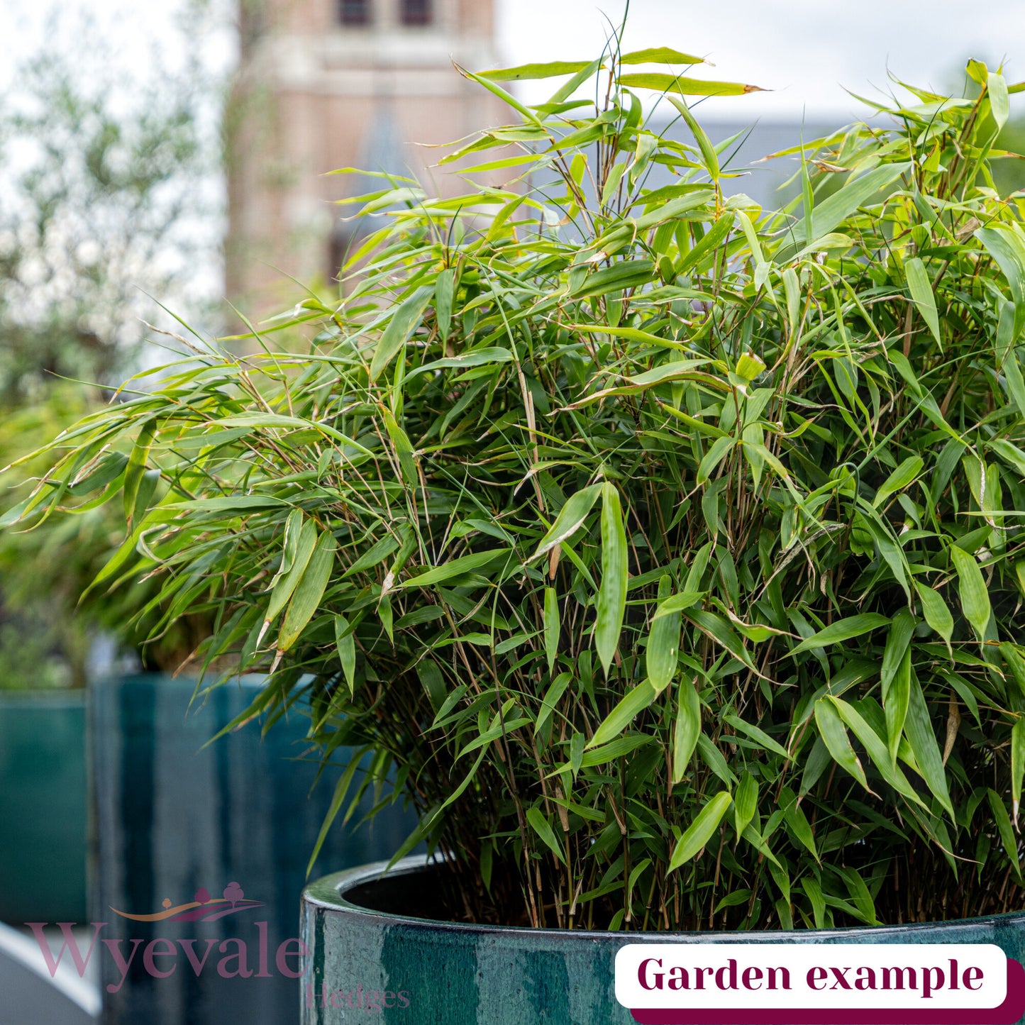 Fargesia (Bamboo) 'Robusta Formidable'