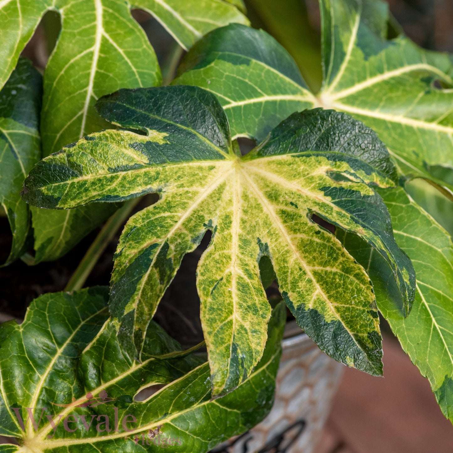 Fatsia japonica (Japanese Aralia) 'Camouflage'