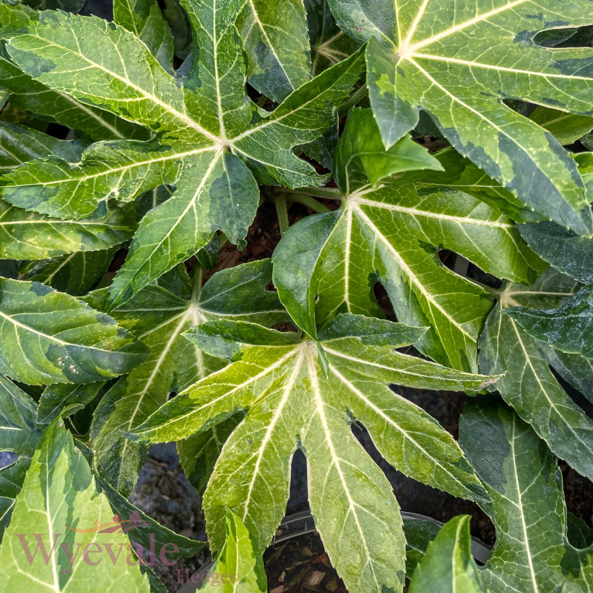 Fatsia japonica (Japanese Aralia) 'Camouflage'