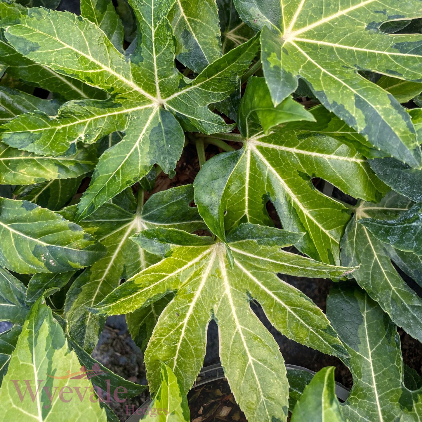 Fatsia japonica (Japanese Aralia) 'Camouflage'