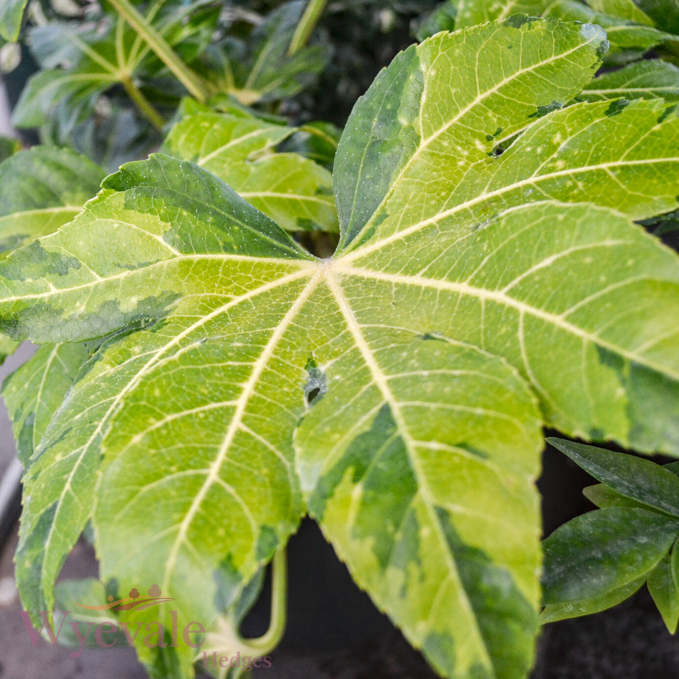 Fatsia japonica (Japanese Aralia) 'Camouflage'
