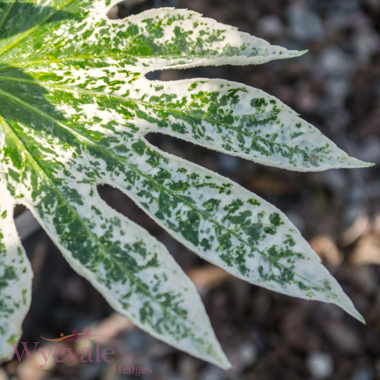 Fatsia japonica (Japanese Aralia) 'Spider's Web'