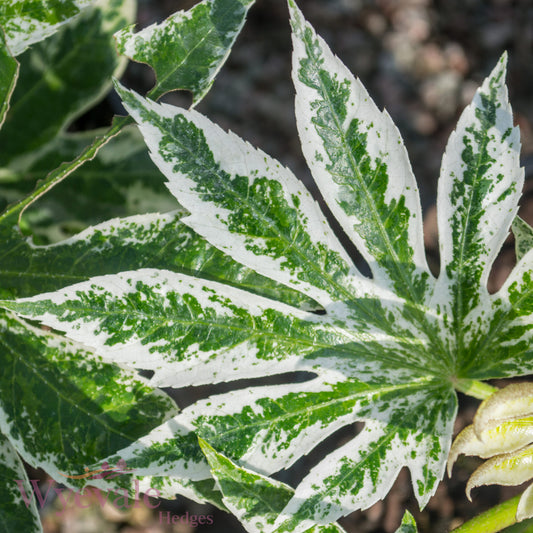Fatsia japonica (Japanese Aralia) 'Spider's Web'