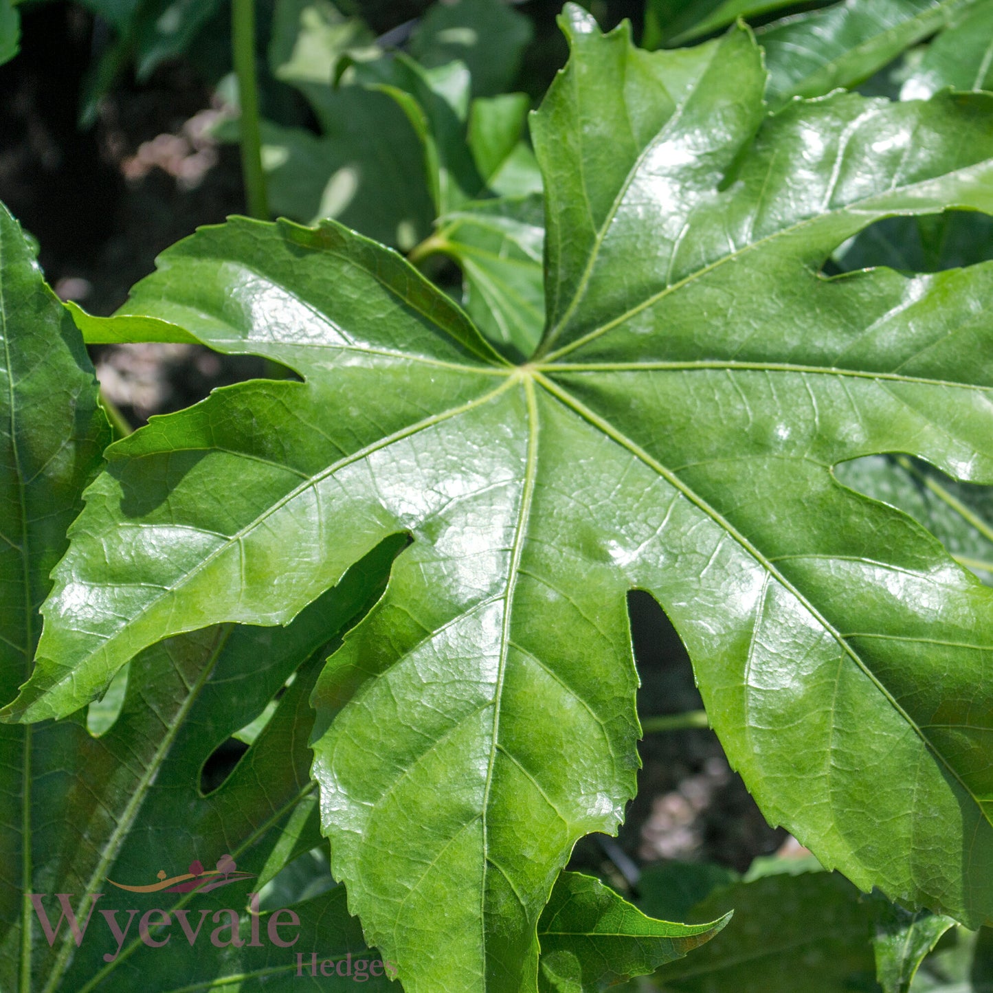 Fatsia japonica (Japanese aralia)