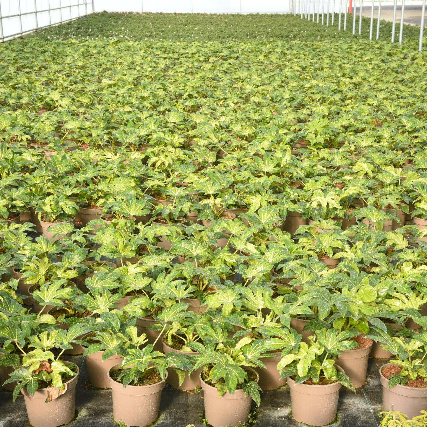 Fatsia japonica (Japanese Aralia) 'Camouflage'