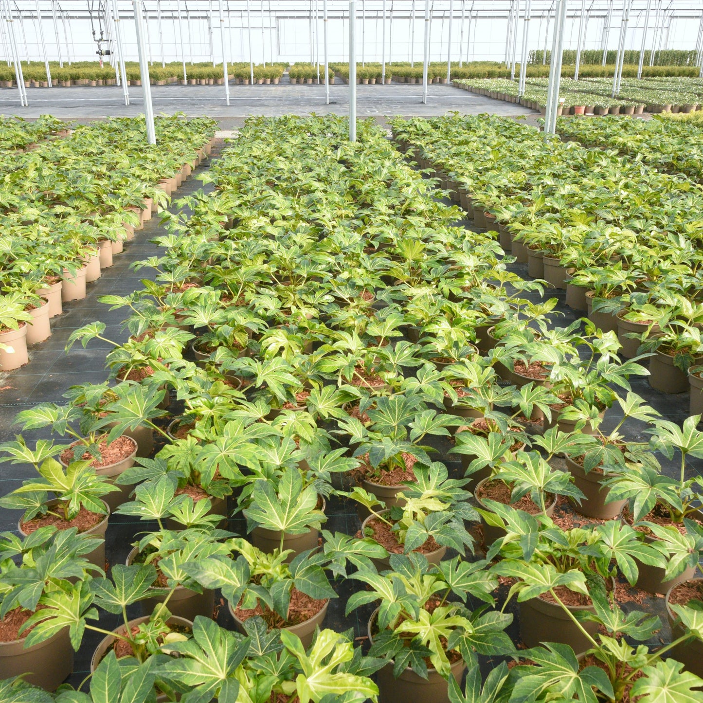 Fatsia japonica (Japanese Aralia) 'Camouflage'