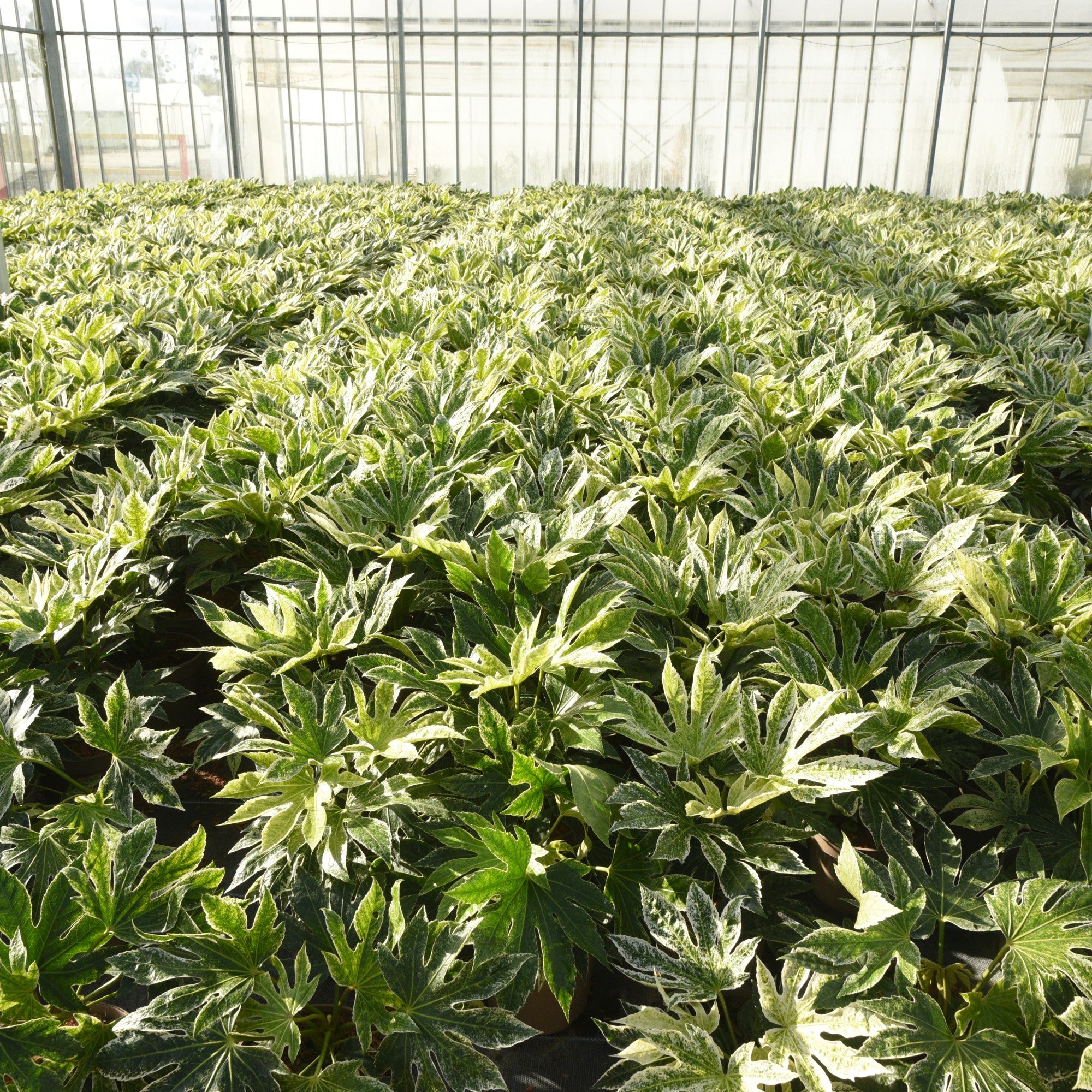 aralia spider web plant Fatsia japonica (Japanese Aralia) 'Spider's Web' – Wyevale Hedges
