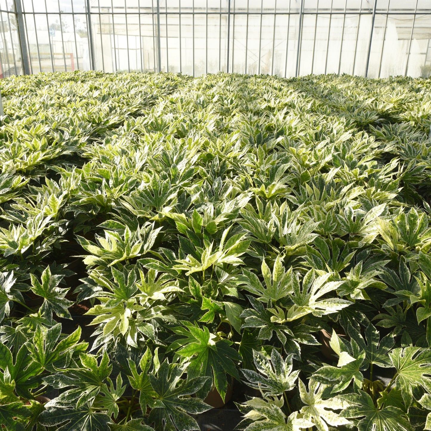 Fatsia japonica (Japanese Aralia) 'Spider's Web'