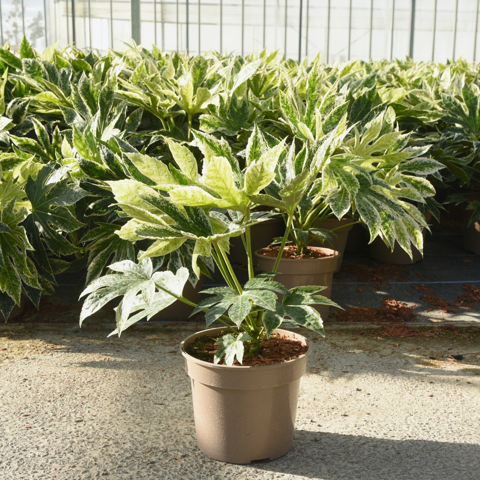 Fatsia japonica (Japanese Aralia) 'Spider's Web'