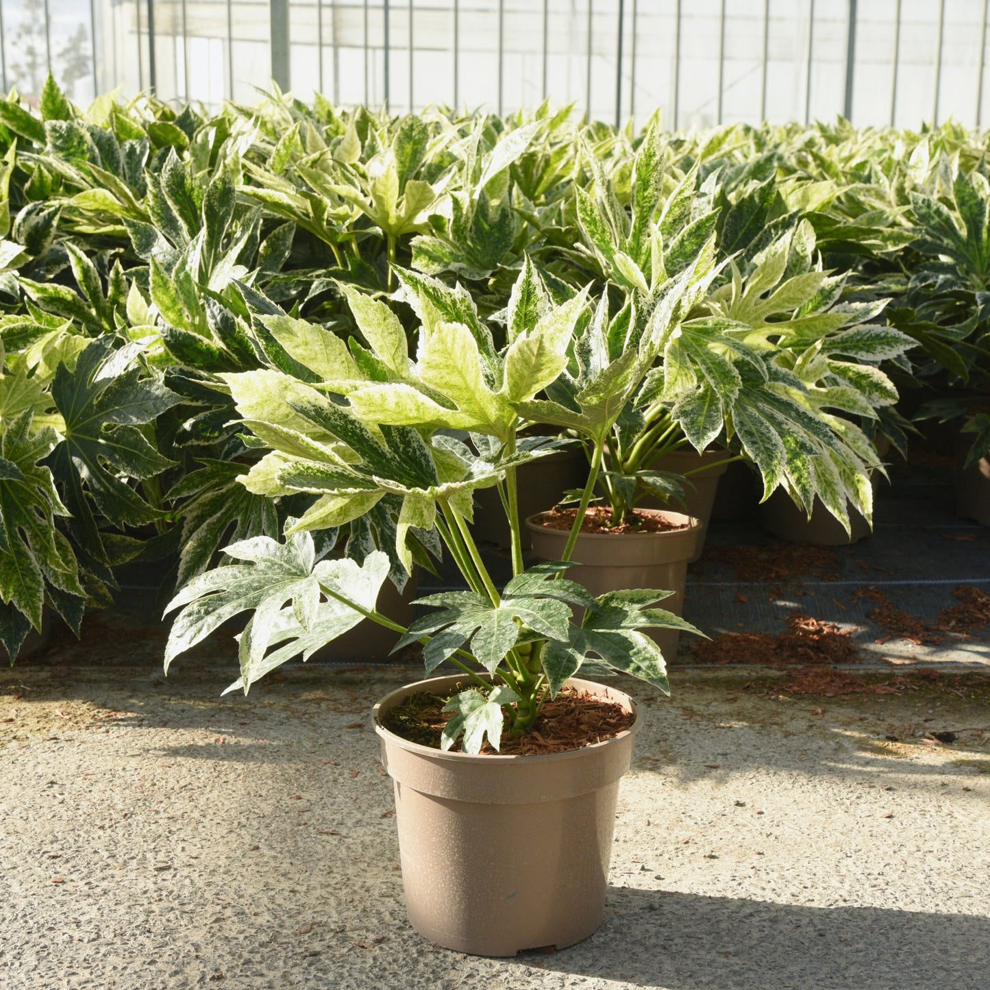 Fatsia japonica (Japanese Aralia) 'Spider's Web'