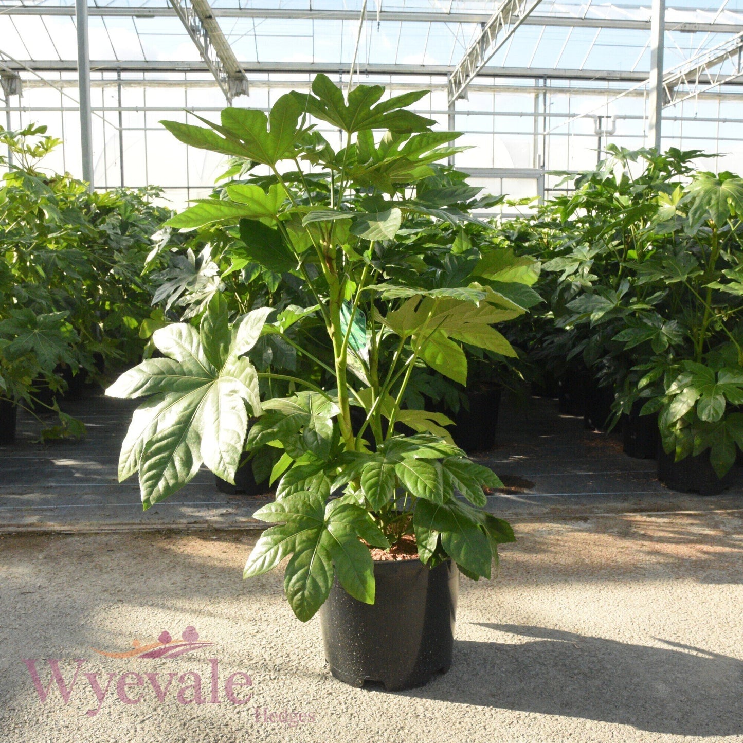 Fatsia japonica (Japanese aralia)