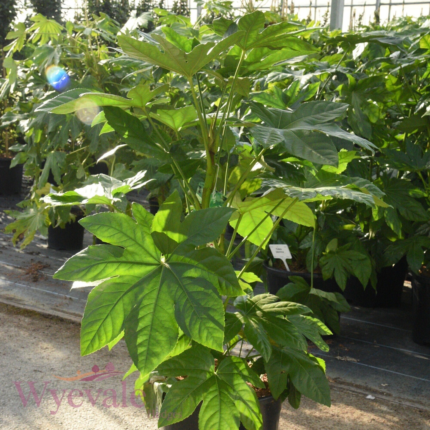 Fatsia japonica (Japanese aralia)