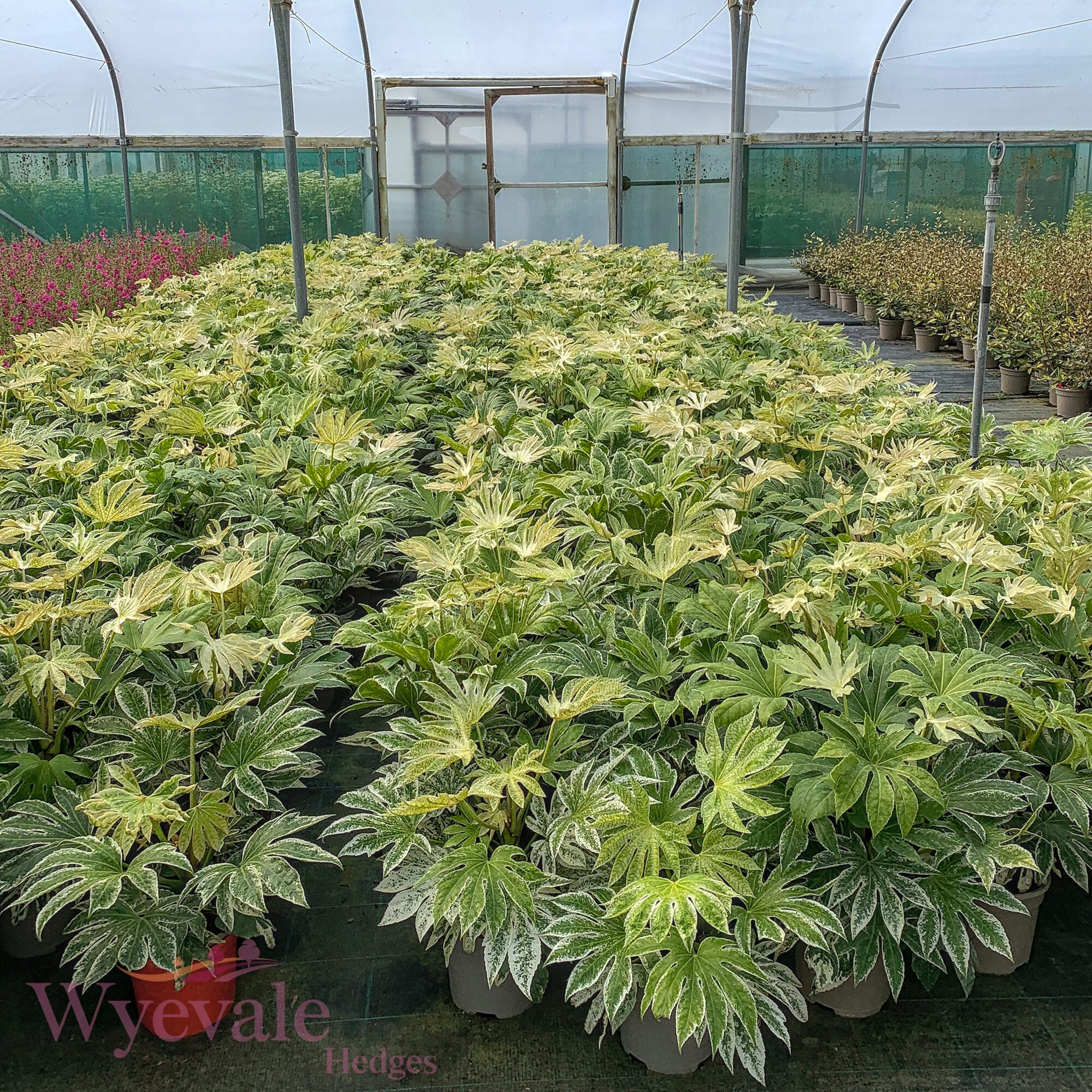 Fatsia japonica (Japanese Aralia) 'Spider's Web'