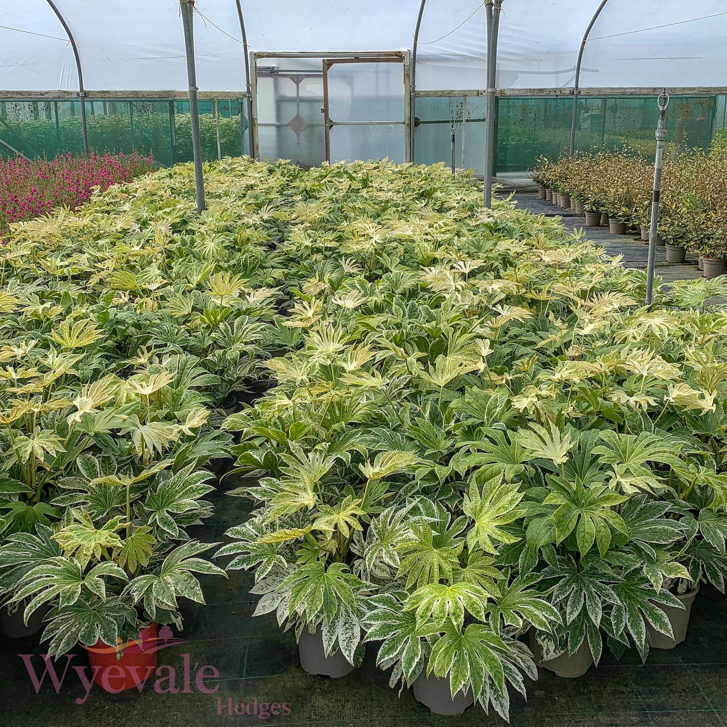 Fatsia japonica (Japanese Aralia) 'Spider's Web'