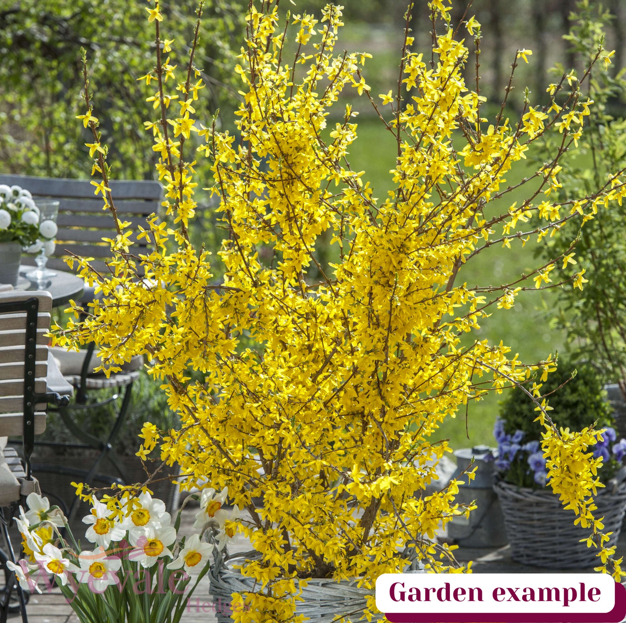 Forsythia x intermedia (Forsythia) 'Week End'