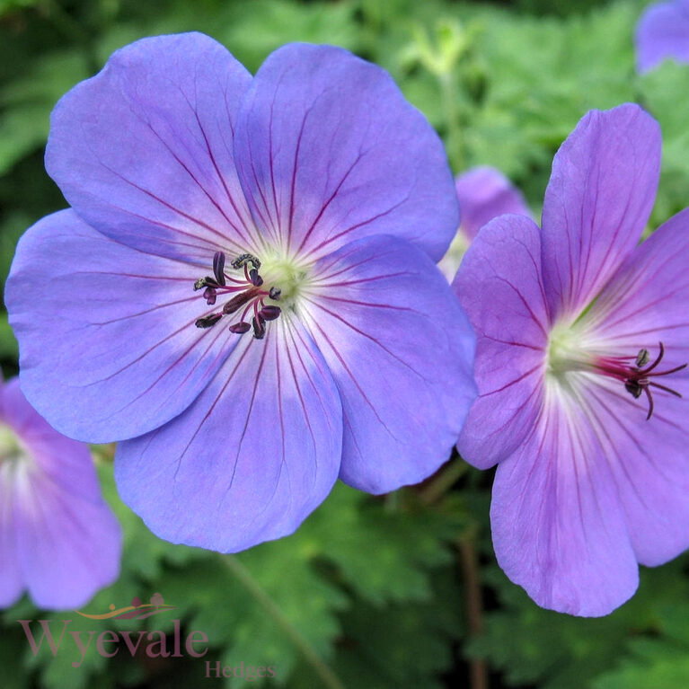 Geranium (Cranesbill) 'Rozanne'