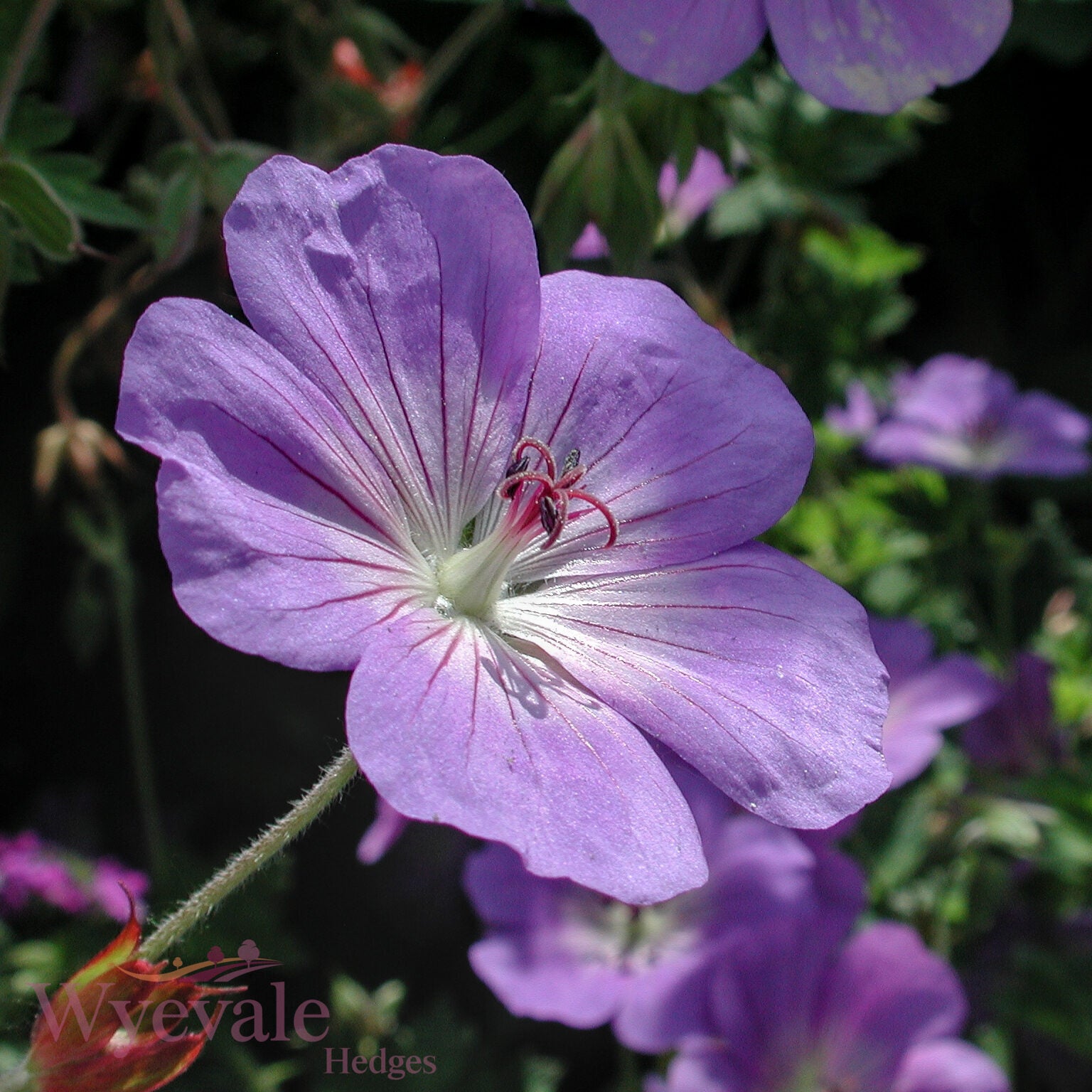 Geranium (Cranesbill) 'Rozanne'