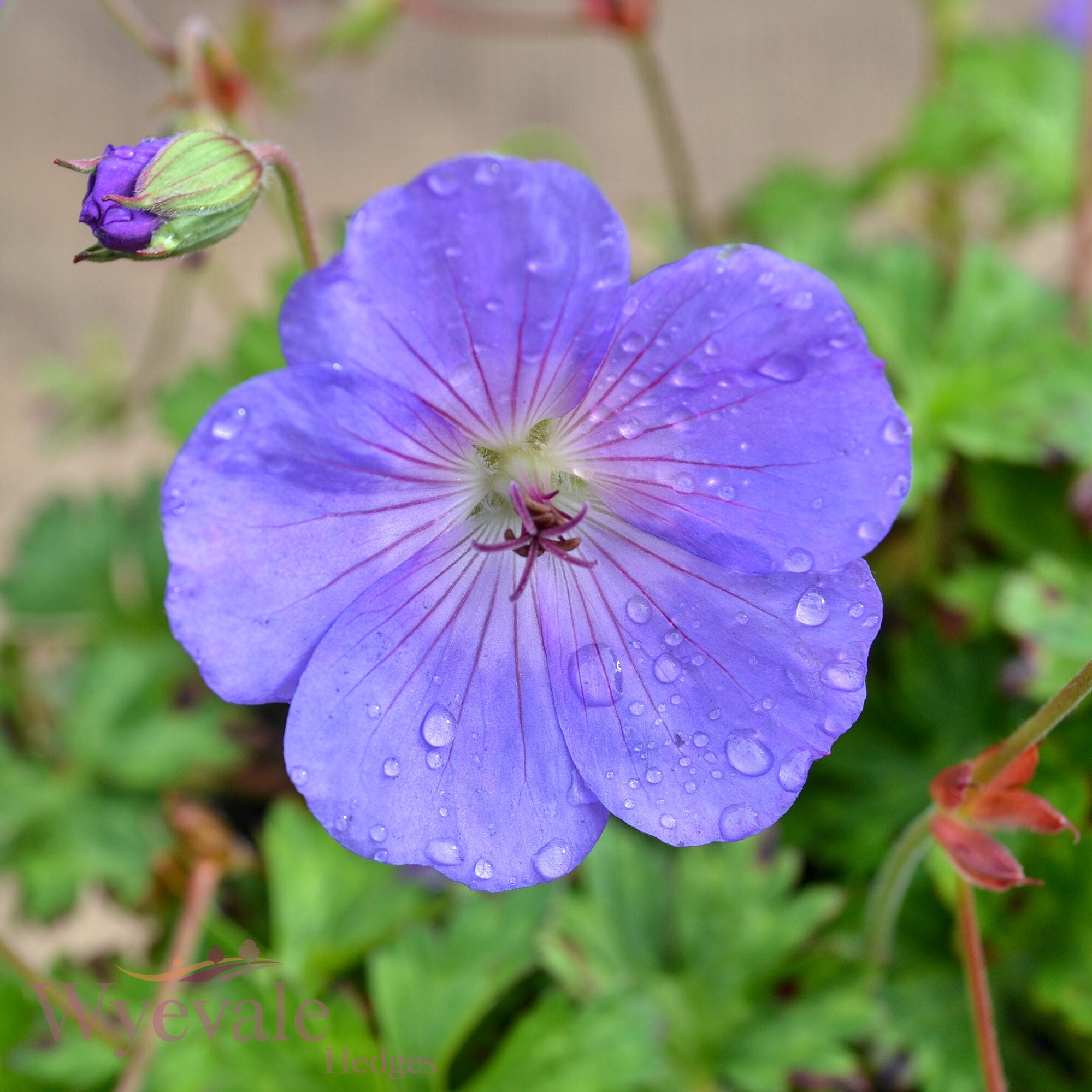 Geranium (Cranesbill) 'Rozanne'