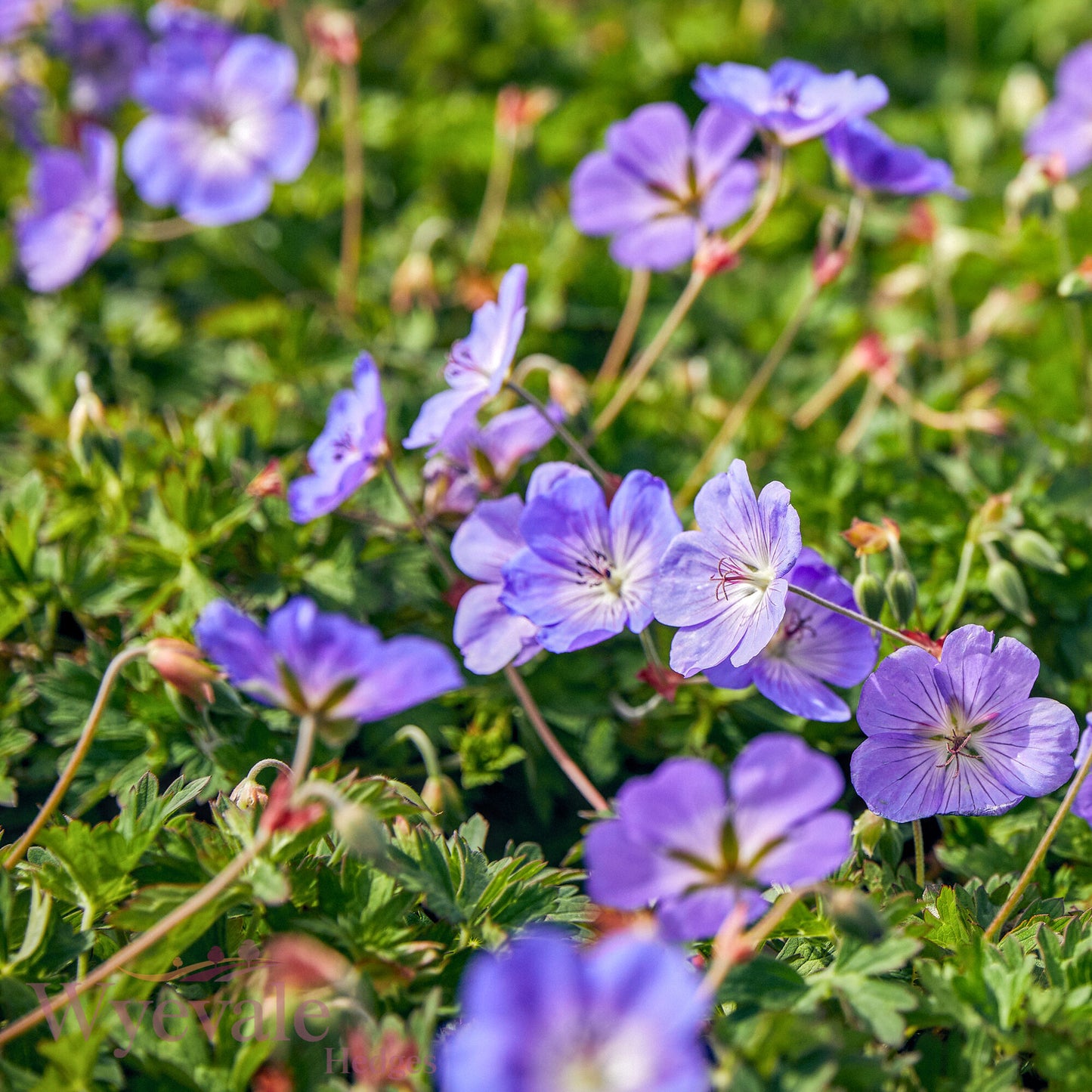 Geranium (Cranesbill) 'Rozanne'
