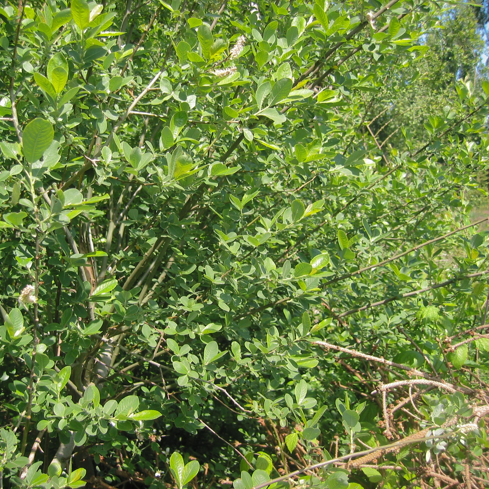 Bareroot Salix cinerea (Grey Willow)