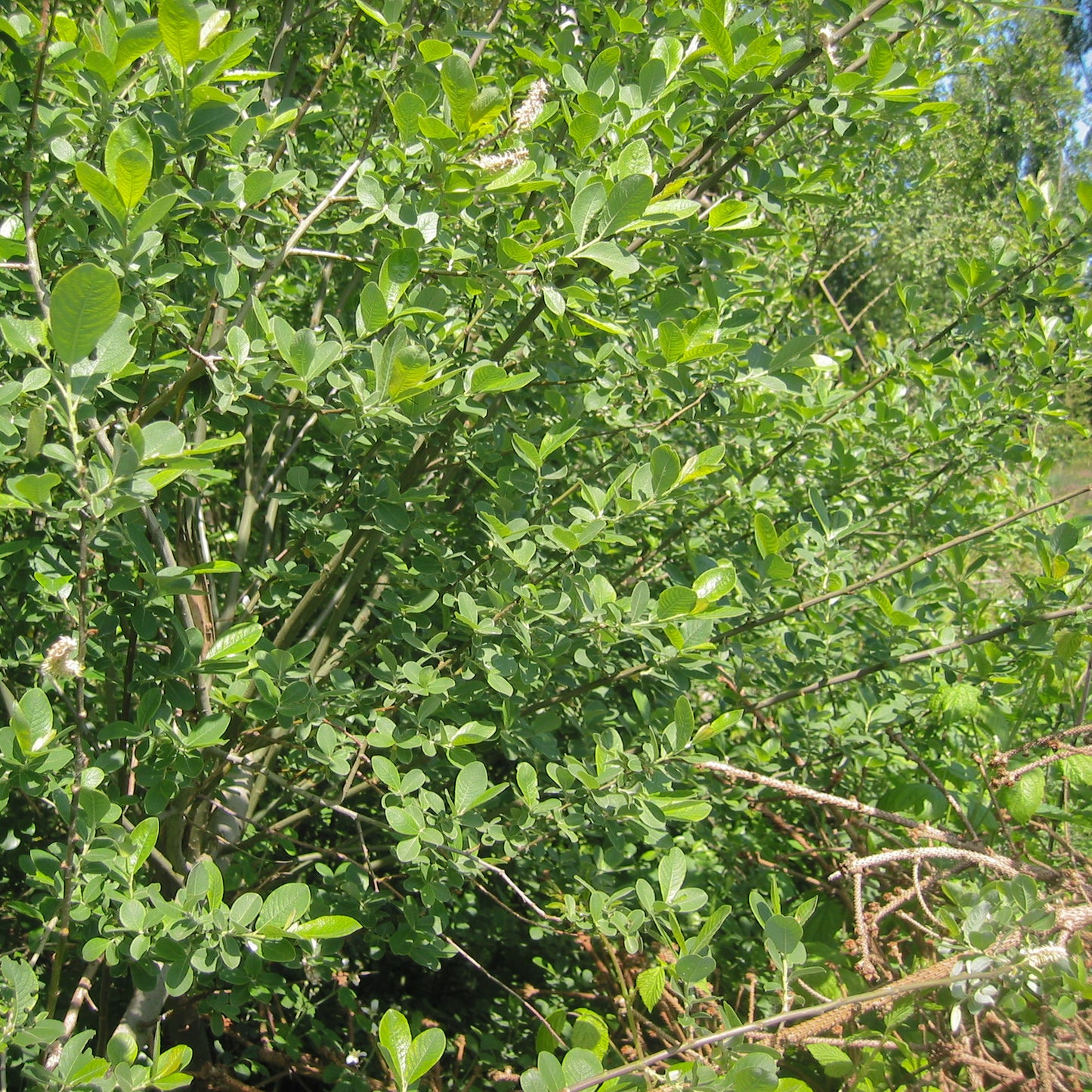 Bareroot Salix cinerea (Grey Willow)