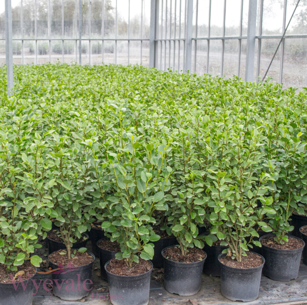 Griselinia littoralis (Broadleaf)