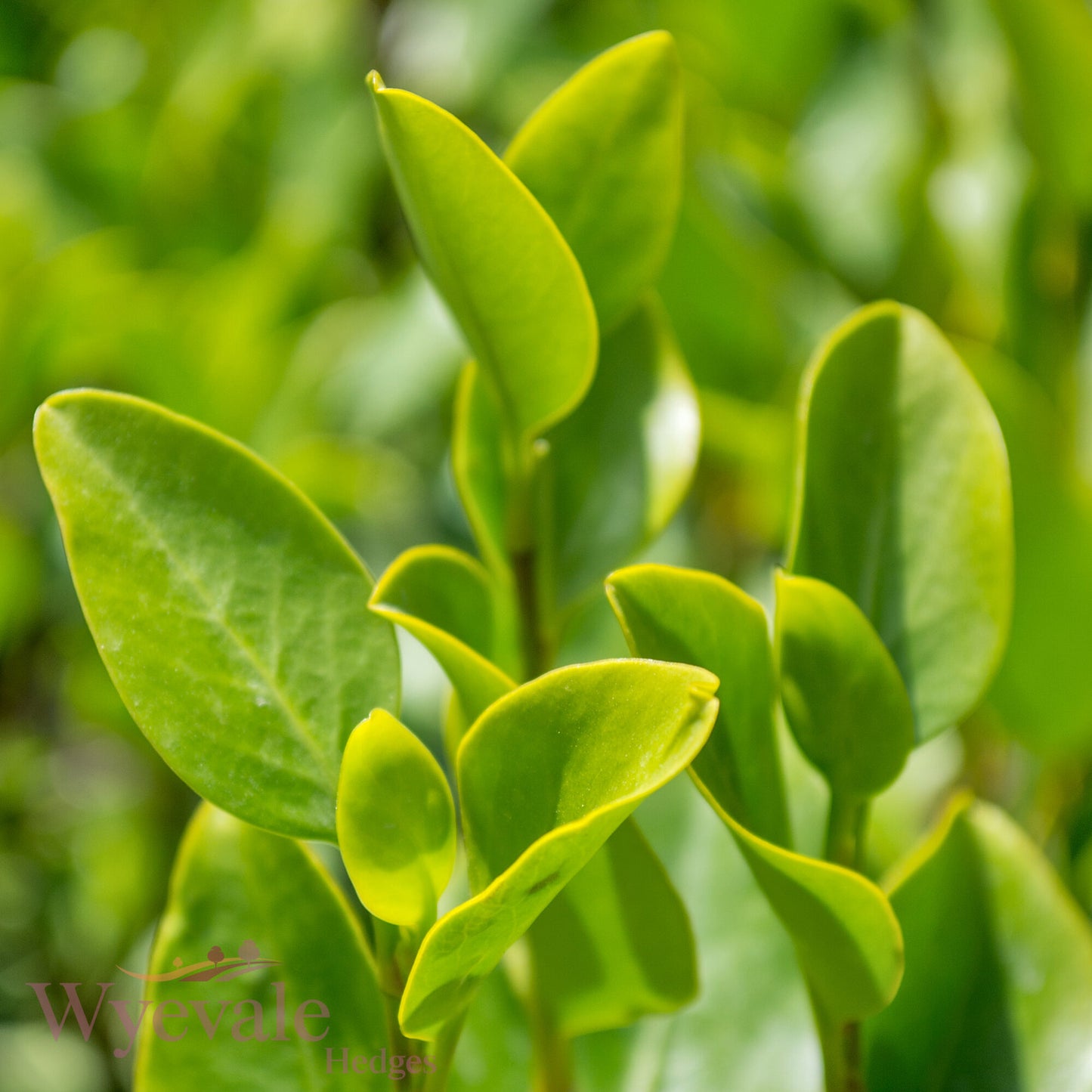 Griselinia littoralis (Broadleaf)