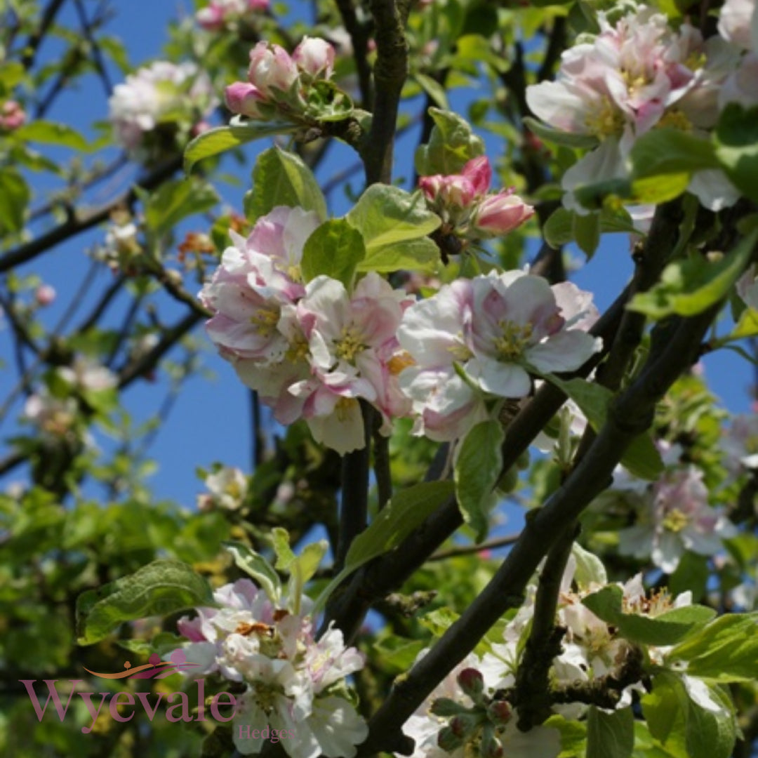 Bareroot Malus sylvestris (Crab Apple)