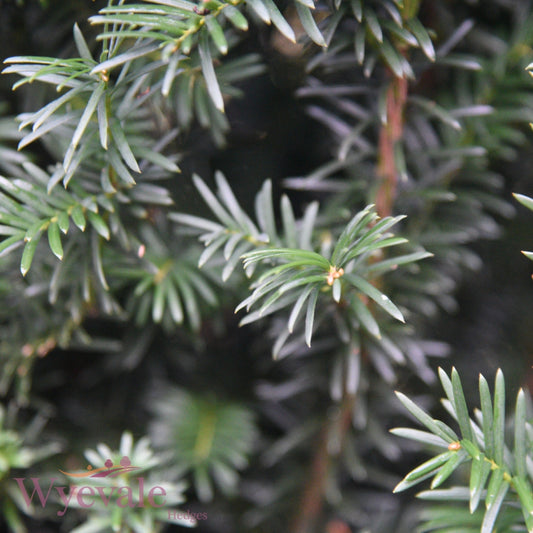 Taxus baccata (English Yew) 3L Container (Pack of 30)