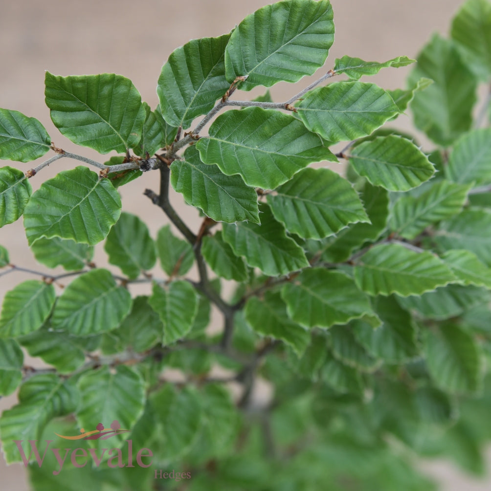 Fagus sylvatica (Common Beech) 3L Container (Pack of 30)