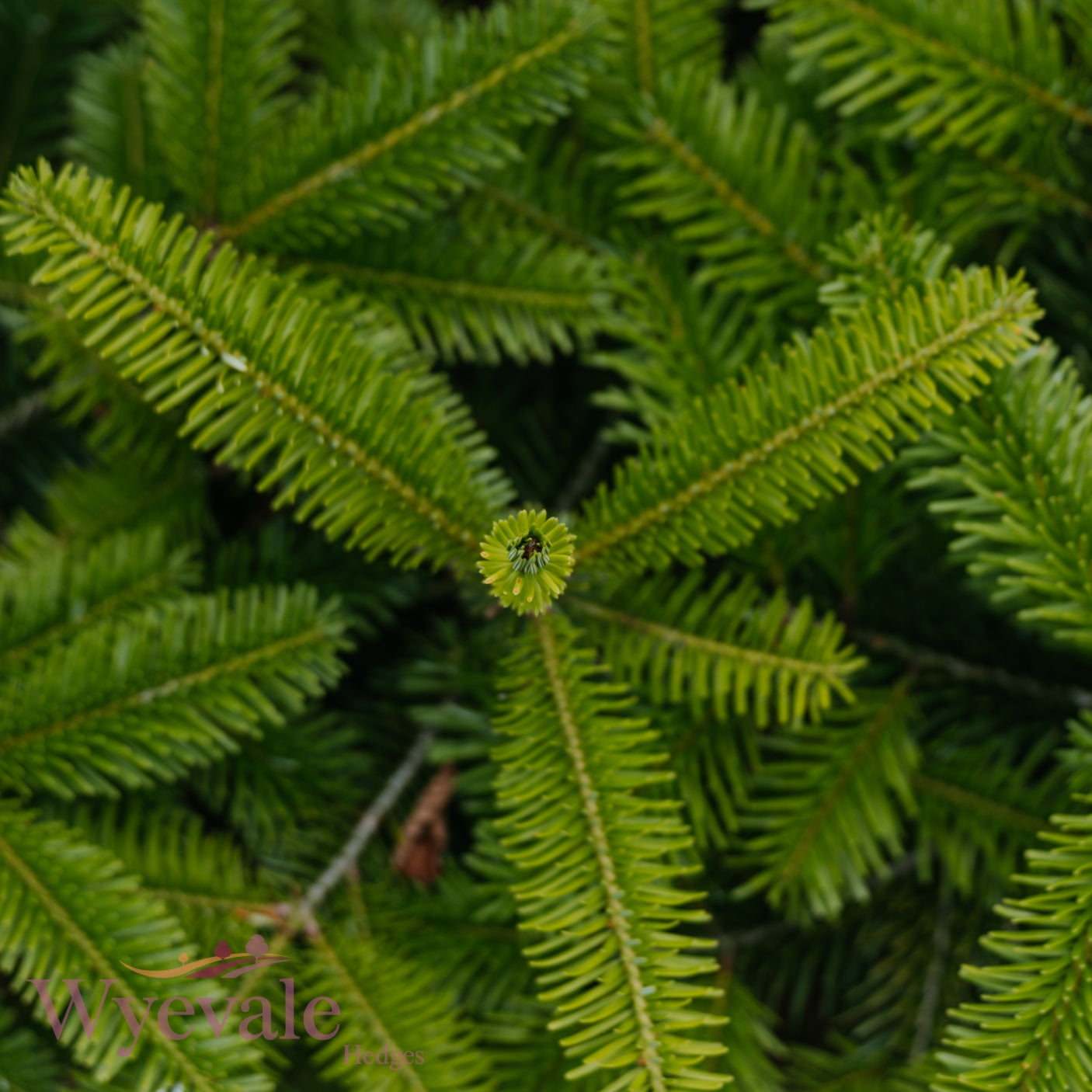 Abies nordmanniana (Nordmann fir) 2 Year Transplant (Pack of 10)