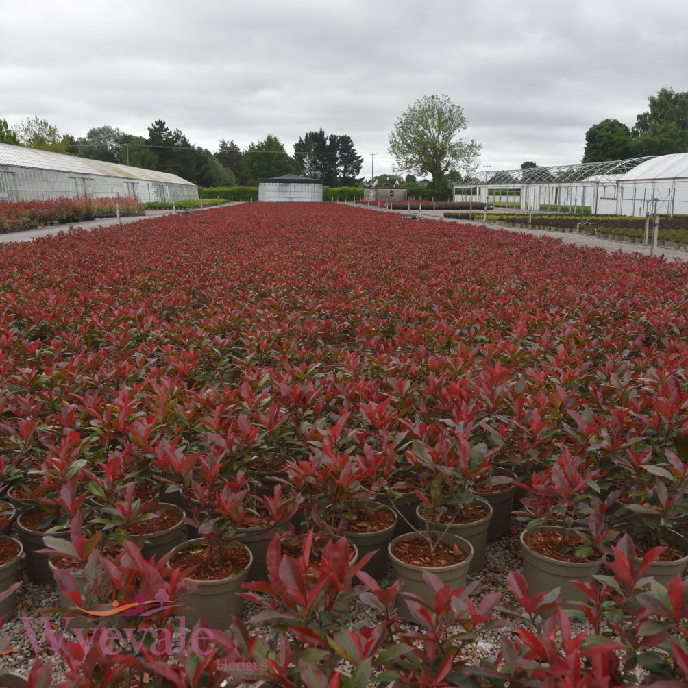 photinia carre rouge containers 