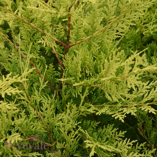 leylandii hedging conifers