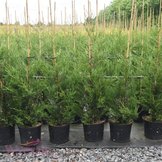 conifer trees leylandii 