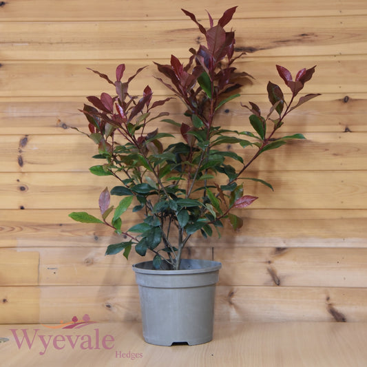 photinia 