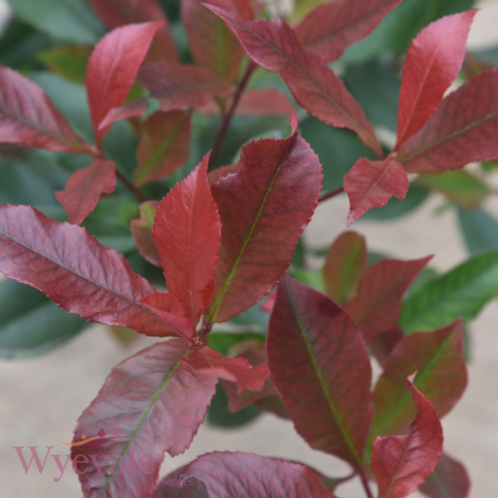 photinia  carre rouge leaves