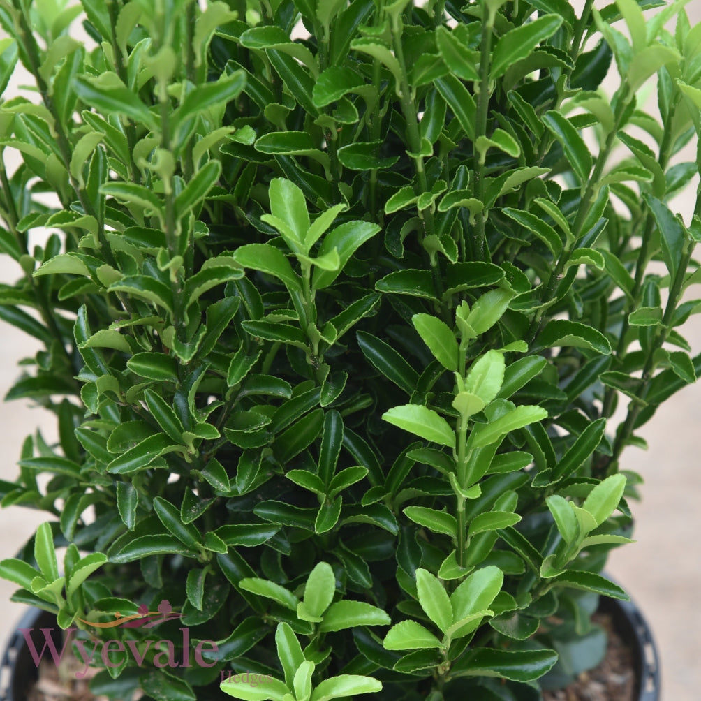 euonymus japonicus jean hugues
