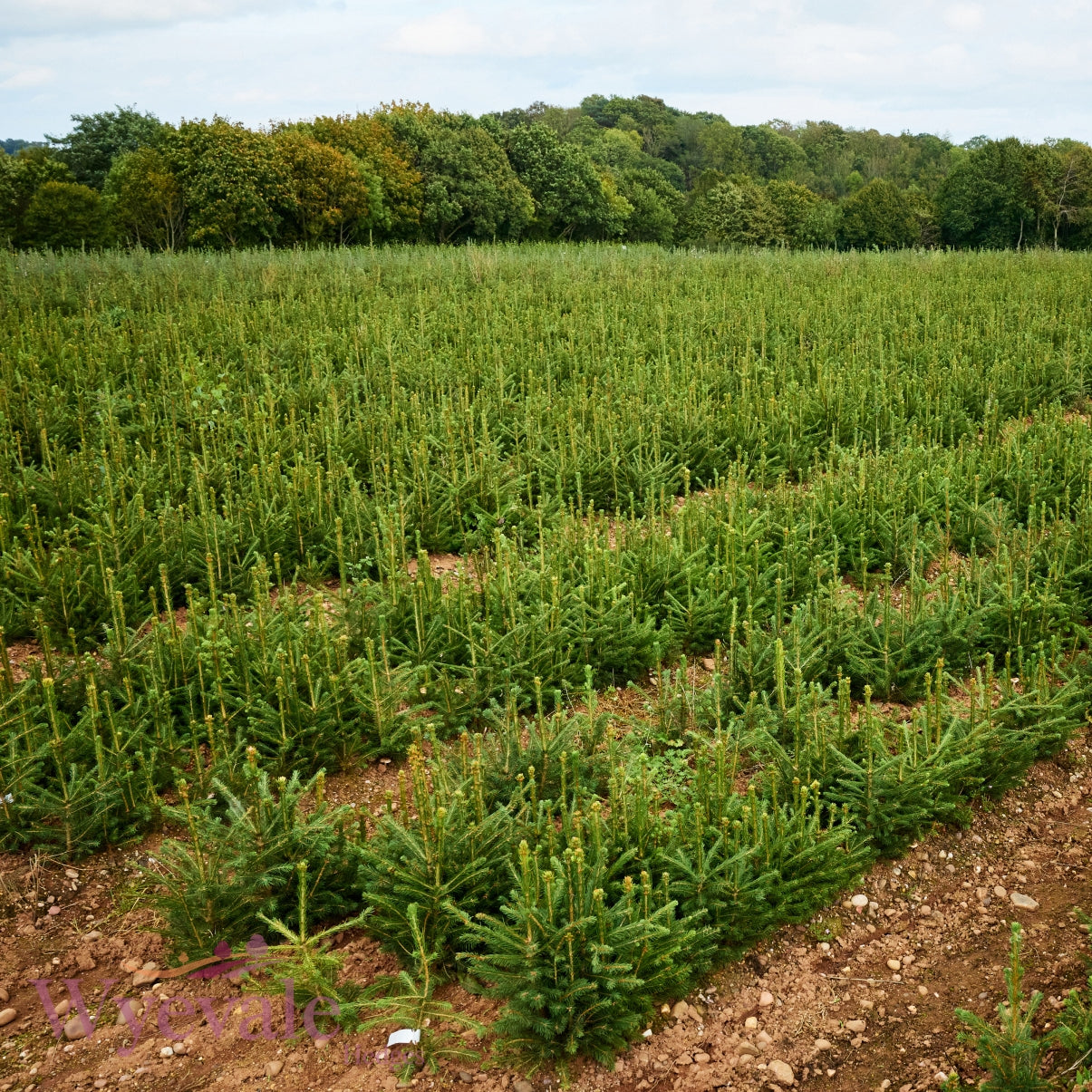 Abies nordmanniana (Nordmann fir) 2 Year Transplant (Pack of 10)