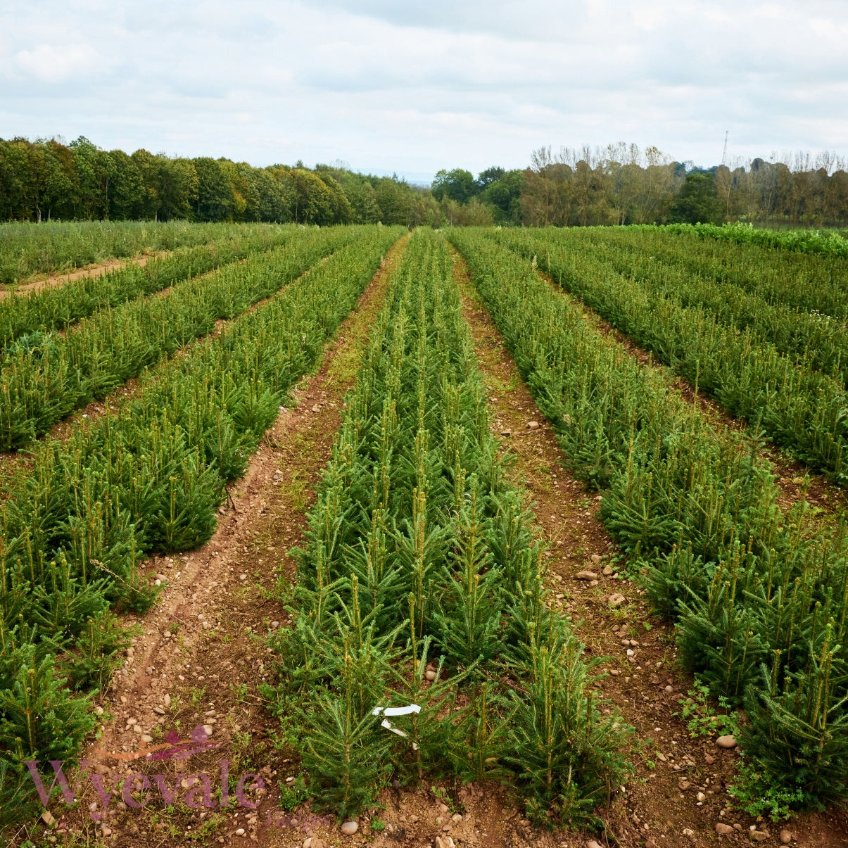 Abies nordmanniana (Nordmann fir) 2 Year Transplant (Pack of 10)