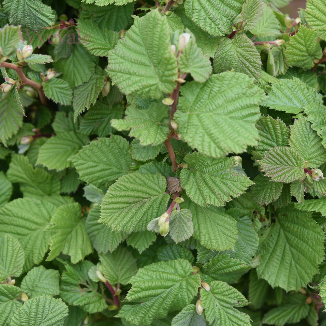 Bareroot Native Wildlife Mix
