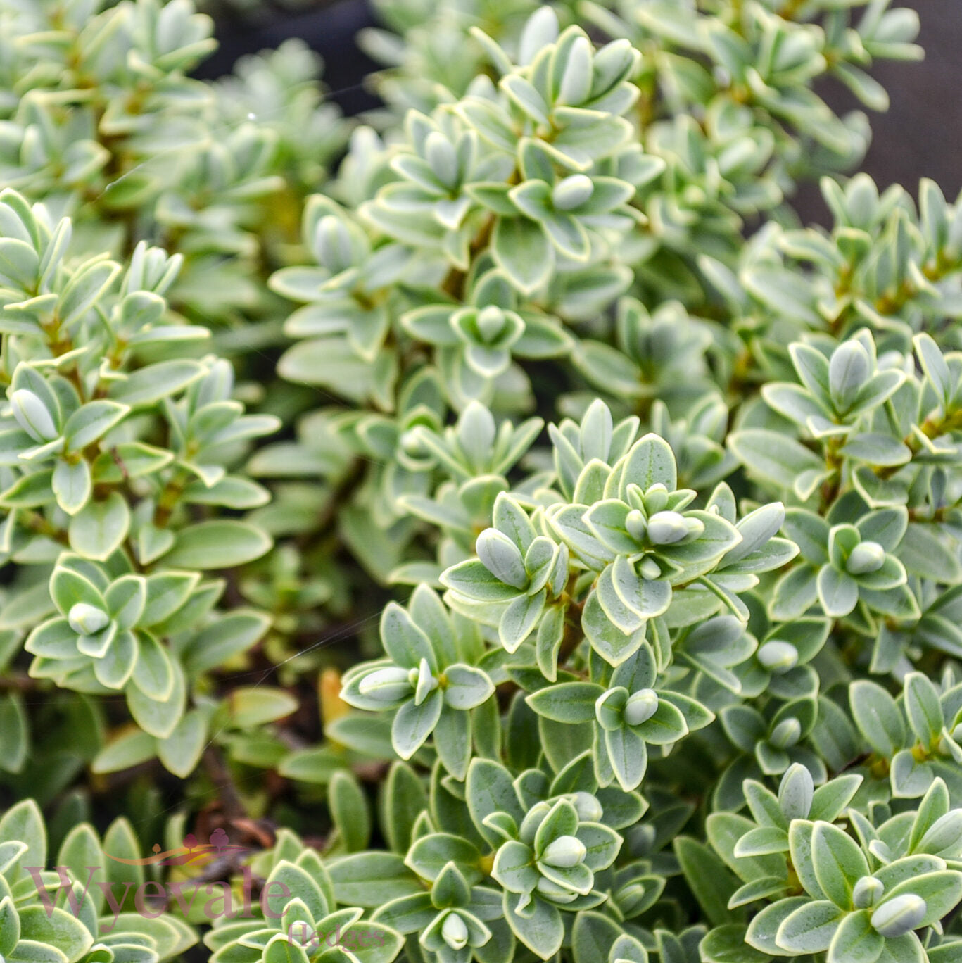 Hebe pinguifolia (Pagei) 'Sutherlandii'