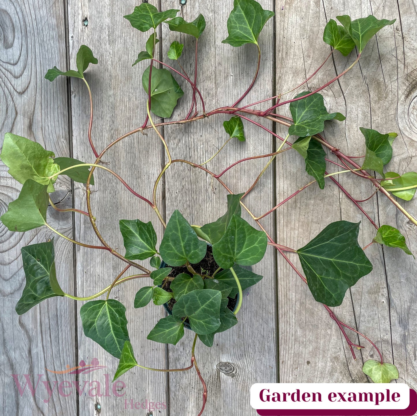 Hedera algeriensis (Algerian Ivy) 'Bellecour'